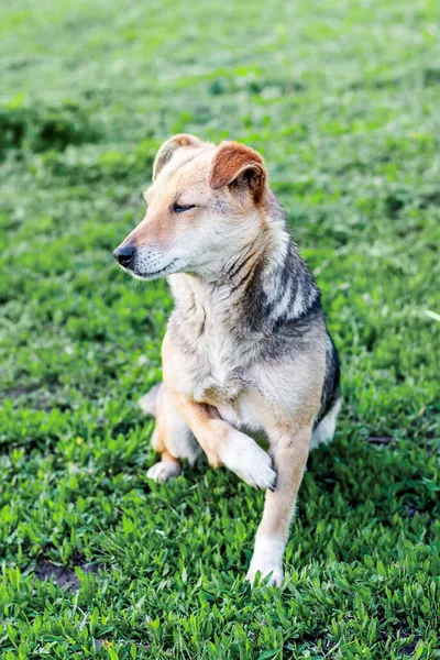 Perro Con Una Pata Rota Sienta Hierba Con Los Ojos — Foto de Stock