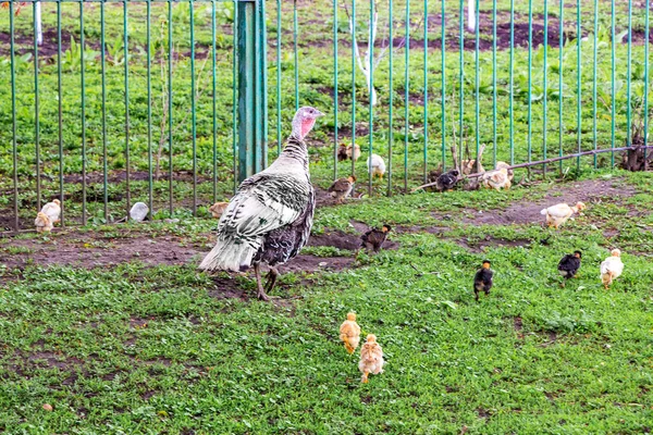 Turkey with small turkeys in the farm garden near the fence