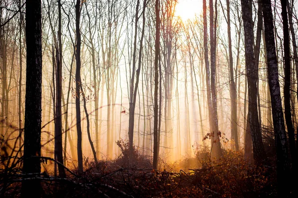 Landschap Warme Kleuren Met Uitzicht Het Herfstbos Ochtend Wanneer Het — Stockfoto