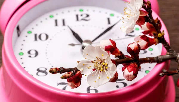 Rama Albaricoque Con Flores Cerca Del Reloj Primavera —  Fotos de Stock