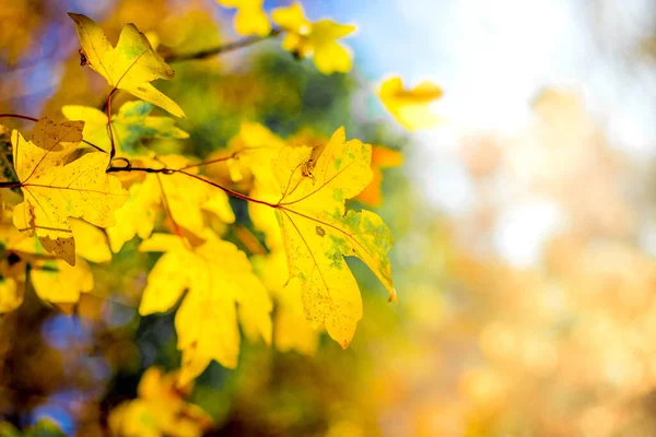 在阳光充足的天气里 枝干上有黄色枫叶 背景色彩斑斓 — 图库照片