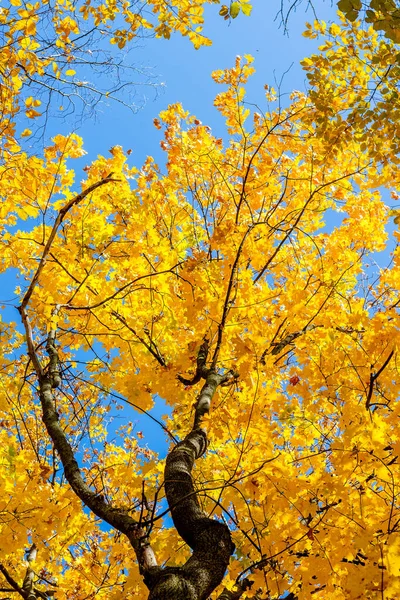 Golden leaves of maple on the background of a blue sky
