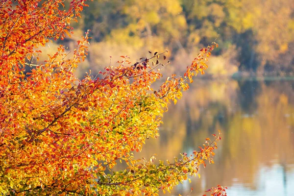 Гілка Золотими Оранжевими Осінніми Листям Над Річкою Чистою Водою Яка — стокове фото