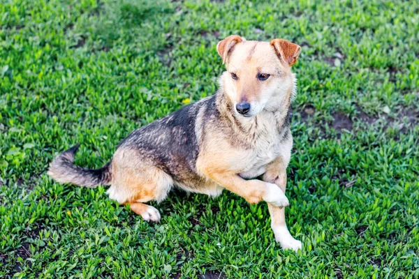 緑の草の上に足を骨折した犬 — ストック写真
