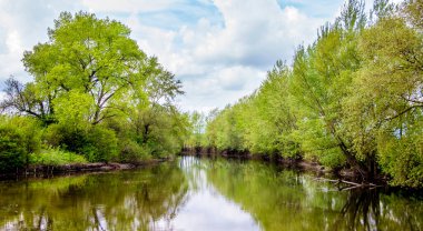Yazın güneşli havalarda nehrin sularındaki ağaçların yansıması.
