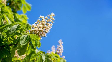 Güneşli bir havada mavi gökyüzünün arka planında çiçek açan kestane. Boşluğu kopyala