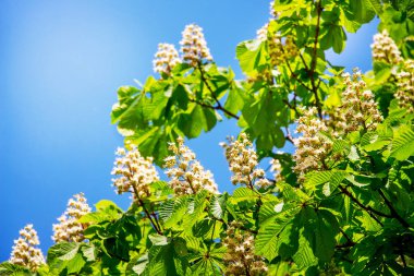 Güneşli bir havada mavi gökyüzünün arka planında çiçek açan kestane. Boşluğu kopyala