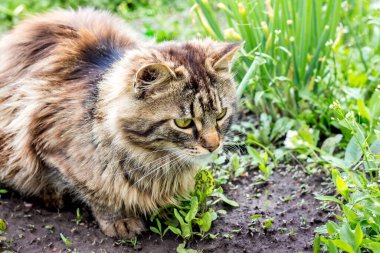 Yumuşak bir kedi çimenlerde oturur bir bahçe ve bir ganimeti izler