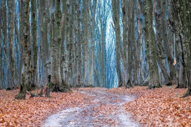 Sonbahar ormanında yaprakların döküldüğü dolambaçlı yol.