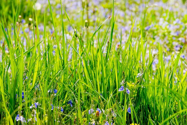 Green Grass Close Sunny Weather Background Design — Stock Photo, Image