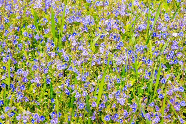 緑の草の中の小さな青い忘れない私の背景 — ストック写真