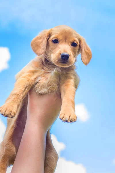 Chłopiec Podniósł Szczeniaka Rasy Cocker Spaniel Mały Piesek Tle Jasnoniebieskiego — Zdjęcie stockowe