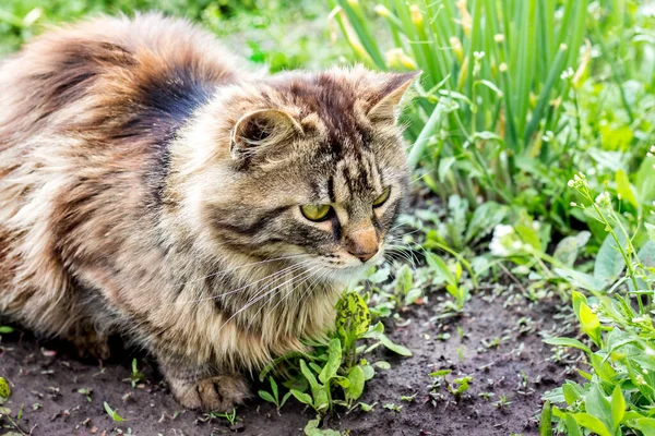 Eine Flauschige Katze Sitzt Gras Eines Gartens Und Verfolgt Eine — Stockfoto