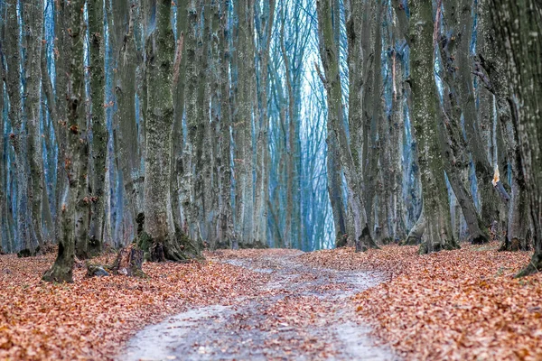 Estrada Sinuosa Floresta Outono Com Folhas Caídas — Fotografia de Stock