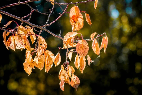 Pomerančová Listí Tmavém Pozadí Slunečného Počasí — Stock fotografie