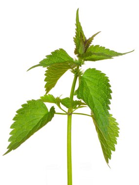 Nettle beyaz izole bir arka planda bırakır. Nettle tıbbi bir bitki.