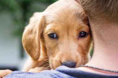 Çocuk köpeği cocker spaniel cinsinin ellerinde tutuyor, köpeğe bastırıyor.
