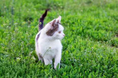 Beyaz bir kedi yeşil çimenler boyunca gider ve yan tarafa bakar.