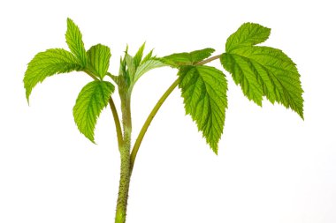 Yeşil yapraklı ahududu kökü beyaz izole bir arka planda.