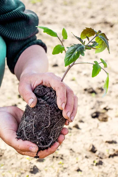 A woman holds a seedlings of tomatoes for planting in open ground