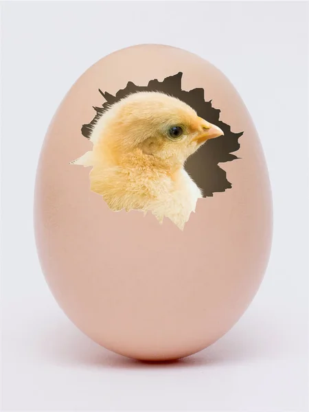 Żółty Kurczak Środku Jajka Białym Odizolowanym Tle Narodziny Piskląt — Zdjęcie stockowe