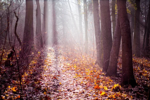 Dia Ensolarado Floresta Outono — Fotografia de Stock