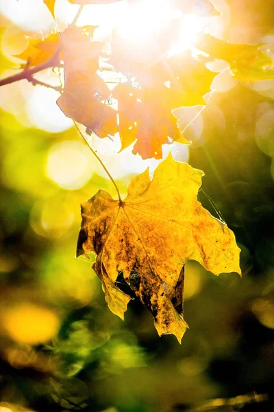Folhas Outono Amarelas Bordo Sob Raio Sol Brilhante — Fotografia de Stock