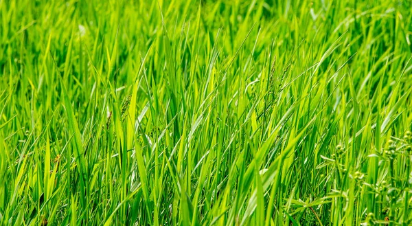 The texture of green grass. Background of grass for  design