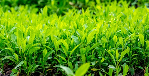 Ein Hintergrund Aus Hellgrünem Gras Einem Guten Tag — Stockfoto