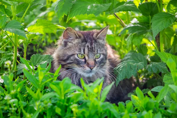 Пухнаста Смугаста Кішка Сидить Заростях Трави — стокове фото
