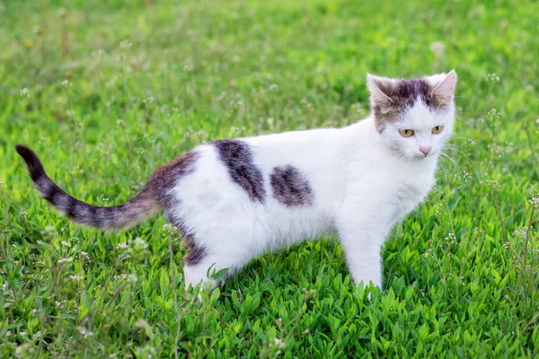Portrait Full Length White Cat Green Grass — Stock Photo, Image