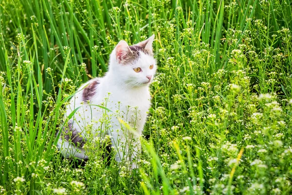 Bílá Kočka Sedí Zahradě Mezi Hustou Trávou — Stock fotografie
