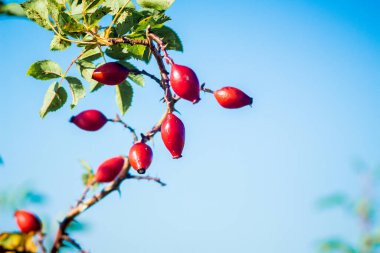 Mavi gökyüzünün arka planında kırmızı böğürtlen dalları