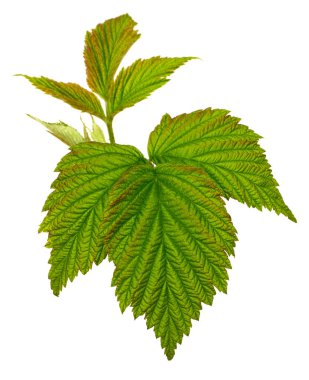 Ahududu yeşil yaprakları beyaz yalıtılmış arka planda