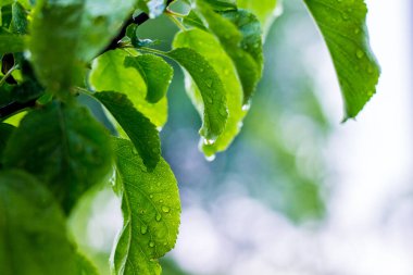 Elmanın ıslak yeşil bir yaprağının üzerine bir damla yağmur.