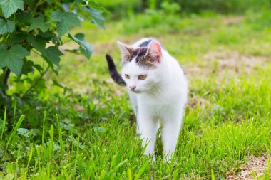 Genç beyaz kedi üzümlü bir çalılığın altında duruyor.
