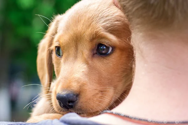 Chłopiec Trzyma Ramionach Małego Psa Rasy Cocker Spaniel — Zdjęcie stockowe