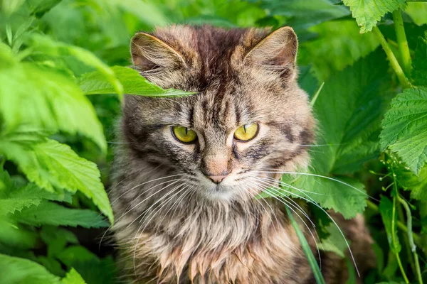 Retrato Gato Listrado Fofo Entre Verdes Densos — Fotografia de Stock