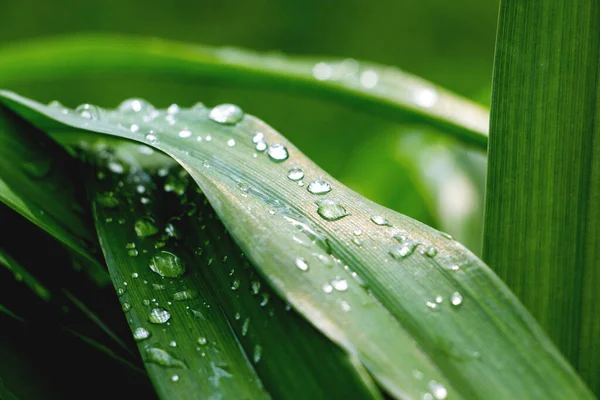 Drops of rain on the leaves of iris on a cloudy day