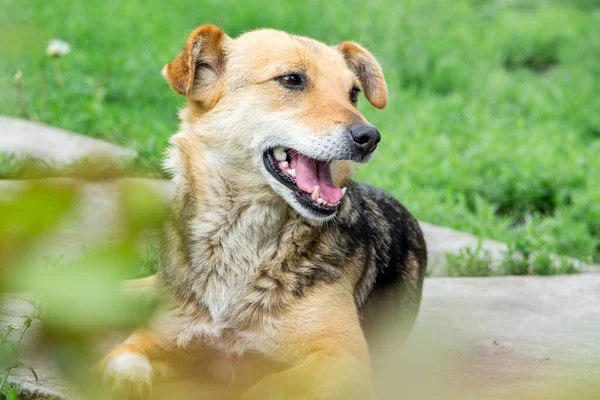 草の間には口が開いている小さな茶色の犬がいる — ストック写真