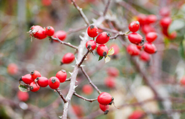 Red rose hips on a bare branch in the fall