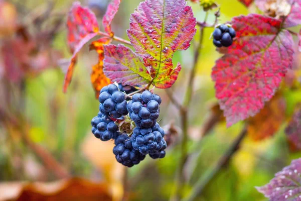 Bacche More Nella Foresta Autunnale Tra Foglie Rosso Vivo — Foto Stock