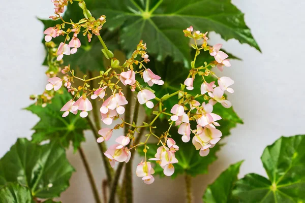 Pink Flowers Begonias Background Green Leaves Growing Indoor Plants — Stock Photo, Image