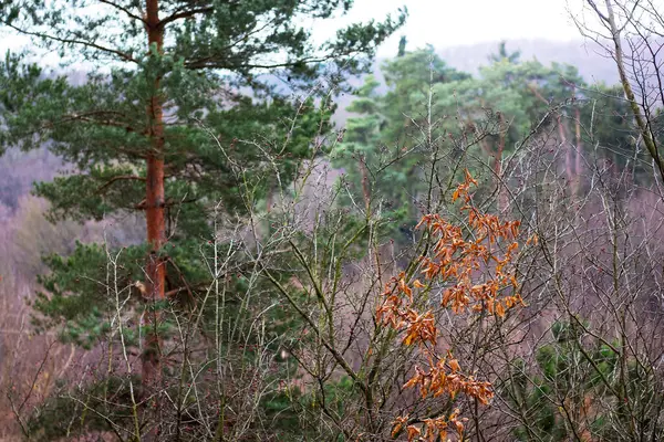 乾燥した秋の茶色の葉を持つ枝は緑の松の背景に — ストック写真