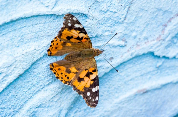 Borboleta Colorida Fundo Uma Parede Azul Com Gesso Textura — Fotografia de Stock