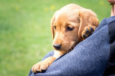 Çocuk, güneşli havalarda küçük bir köpek yavrusu olan spanyel köpeği tutuyor.