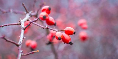 Sonbahar ormanında çıplak bir dalda kırmızı gül kalçaları.