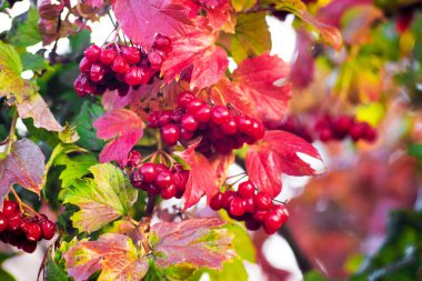 Viburnum 'un kırmızı meyveleri renkli sonbahar yaprakları arasındadır.