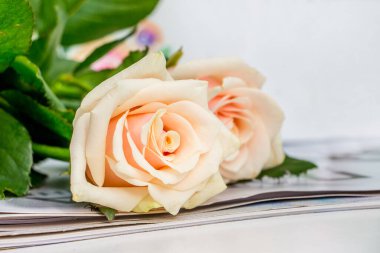 Doğum günü hediyesi olarak açık pembe güller