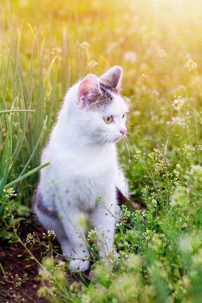 一只白猫在阳光下坐在花园里 — 图库照片